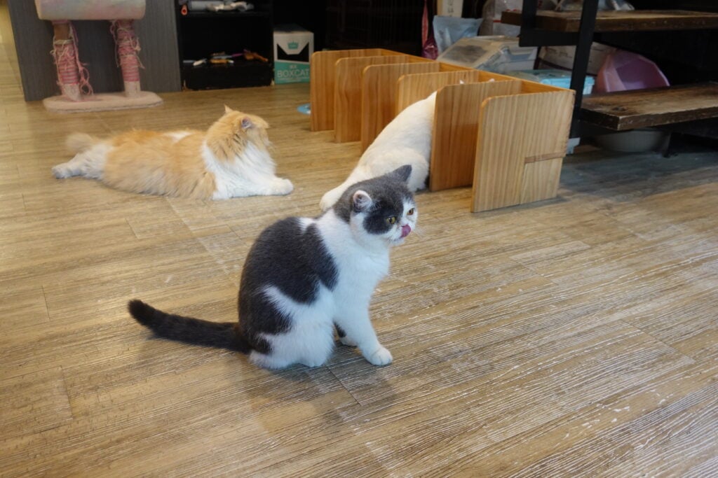 和貓咪有約貓咪主題咖啡館-貓咪