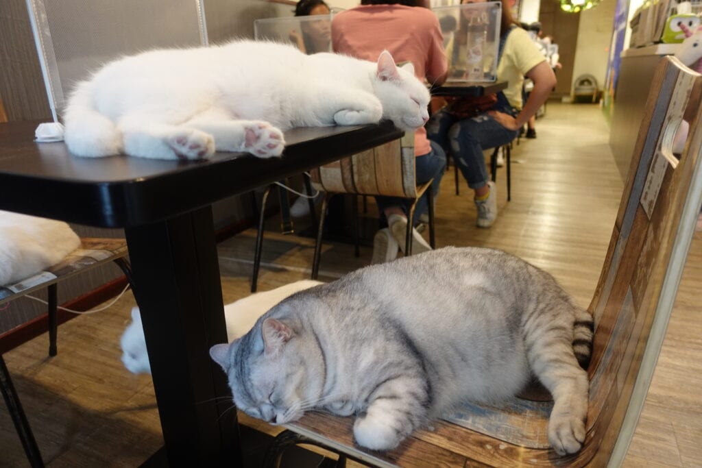 和貓咪有約貓咪主題咖啡館-貓咪